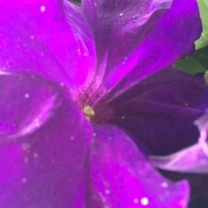 Meet your Posher, Cameron